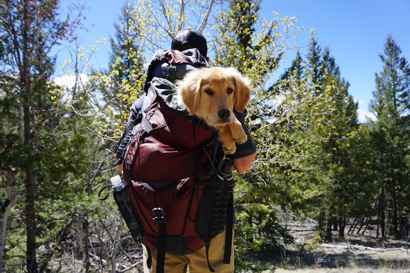 Photo of a man backpacking with his dog.
