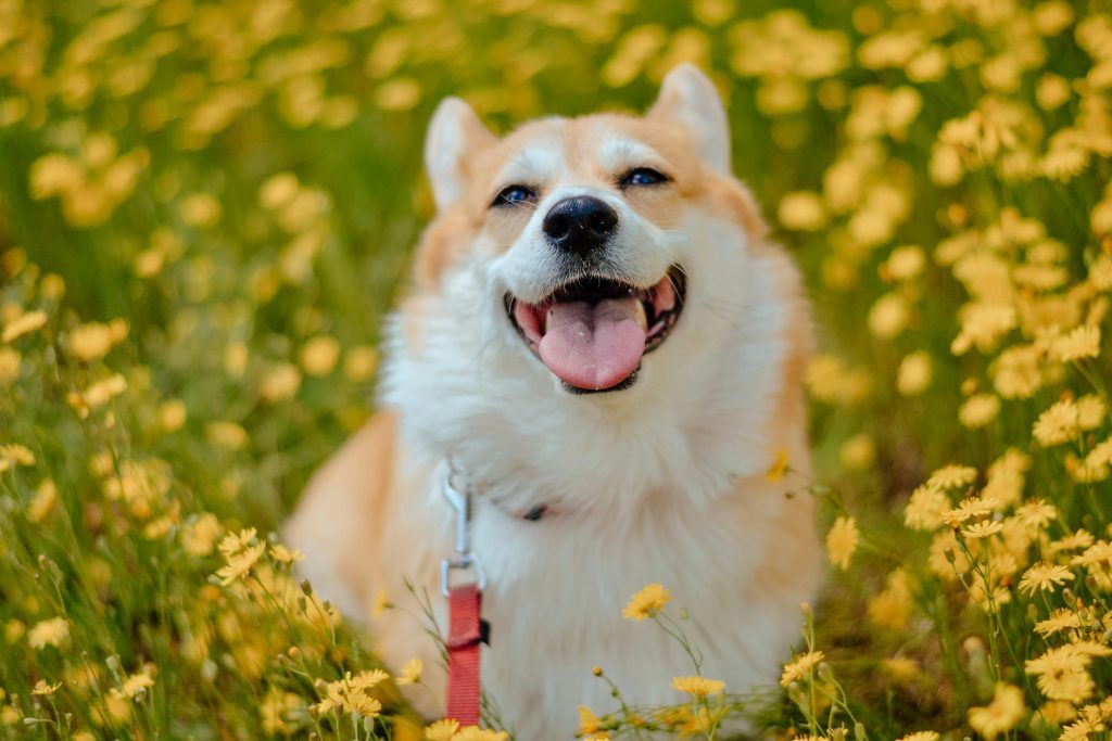 Happy dog on a spring hike.