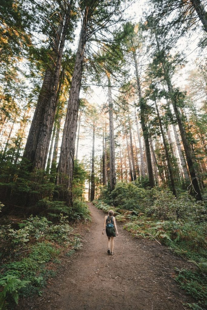 Photo of a hiker on a trail in the woods.